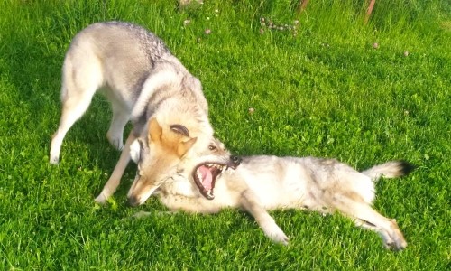 Vychova a socializace